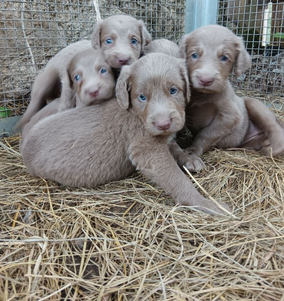 Chiots nés le 27 juin 2023