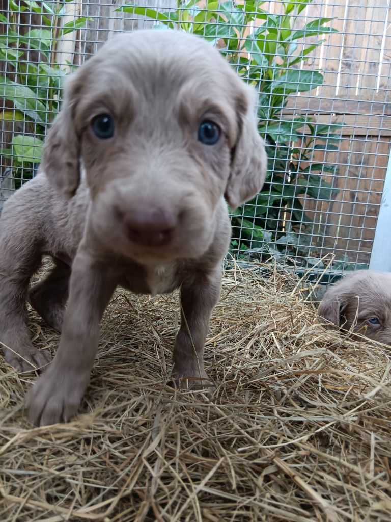 Toutou Minou - Chiots disponibles - Braque de Weimar