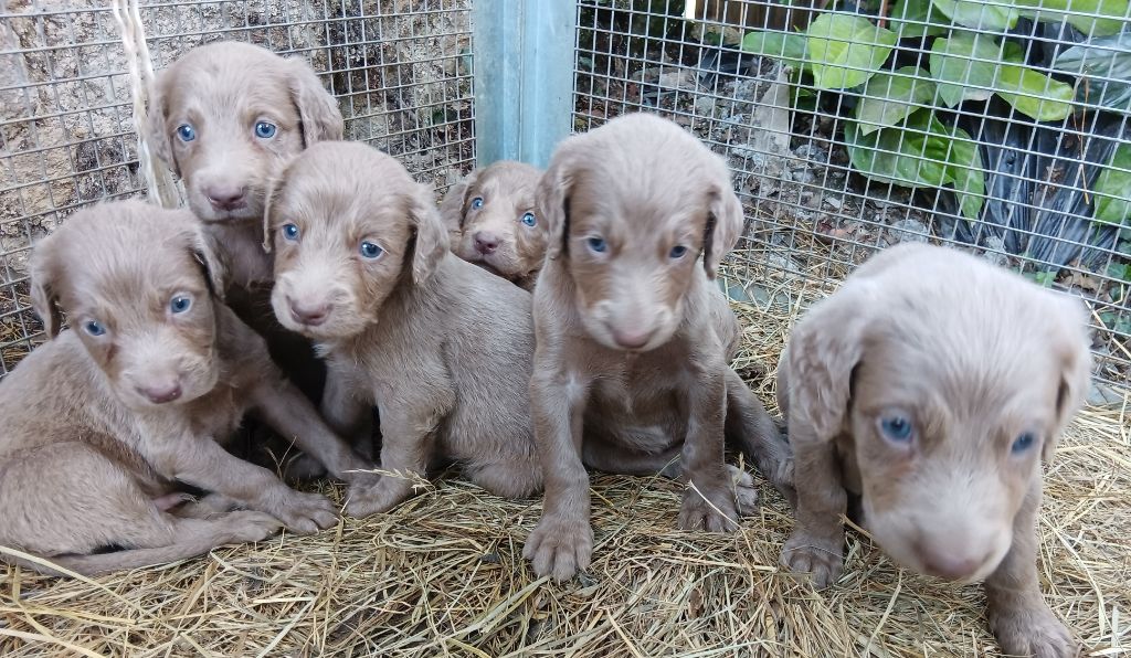 Toutou Minou - Chiots disponibles - Braque de Weimar