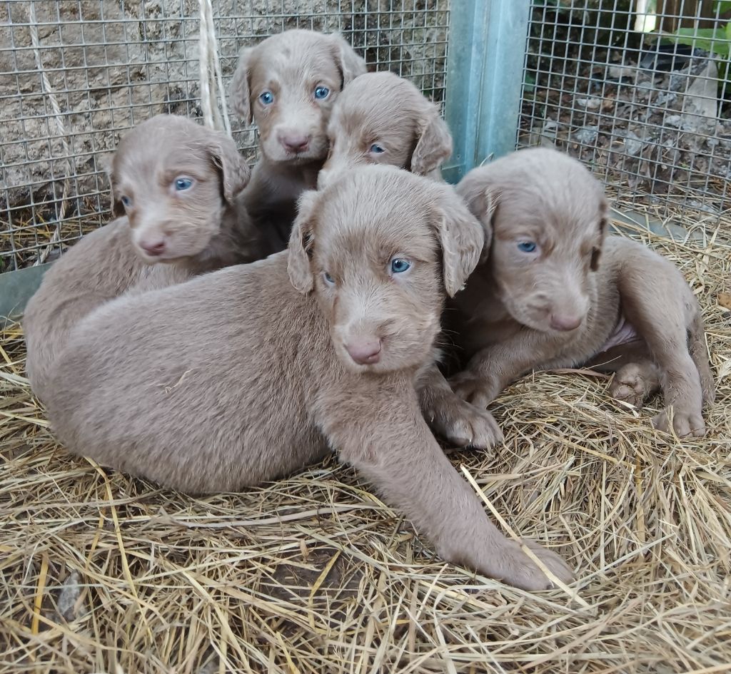 Toutou Minou - Chiots disponibles - Braque de Weimar